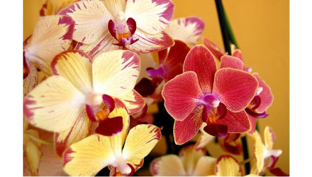 Flores de orquídeas