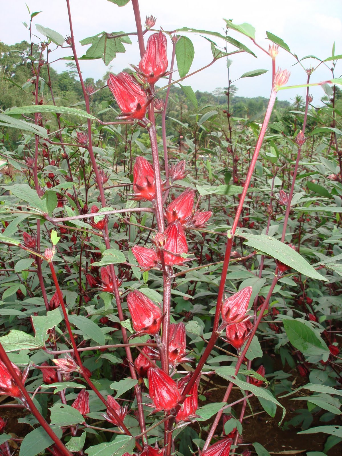 RosaliaLesmana Manfaat bunga  rosella 