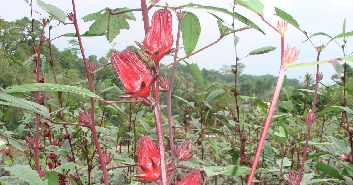 RosaliaLesmana Manfaat  bunga  rosella 