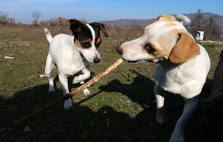 Actually she loves THIS stick