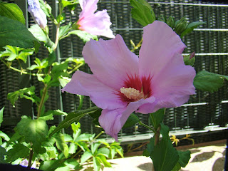 Rosa de Siria o altea "pájaro azul" (Hibiscus syriacus 'Oiseau bleu').