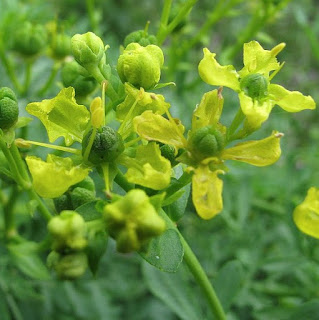 Ruta graveolens (homeopathie)