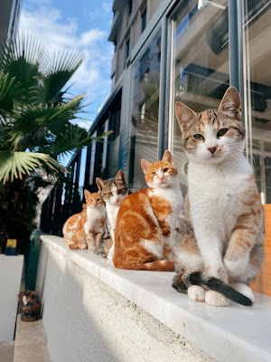 Four things protect your cat from death