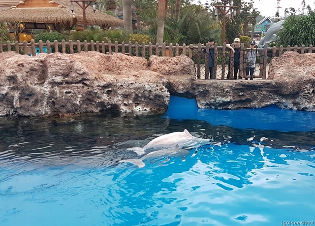 A pair of Chinese white dolphin – mother and calf. Chimelong Ocean Kingdom