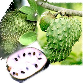 soursop picture