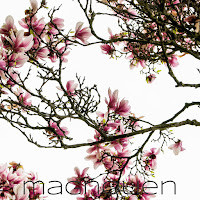 magnolien