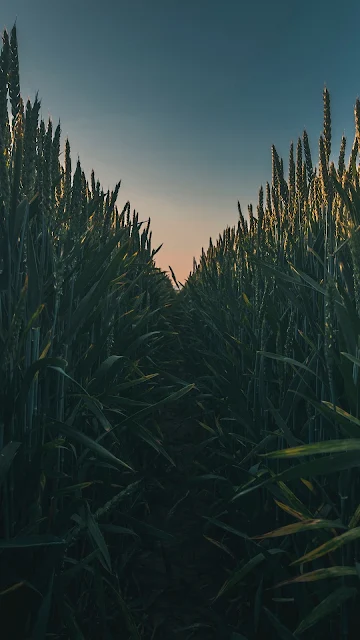 Field, Grass, Path, Sky