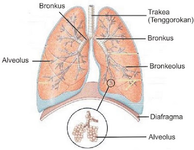 Pengertian Paru-paru