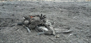 Investigan masiva muerte de aves y pingüinos en zona costera de La Araucanía