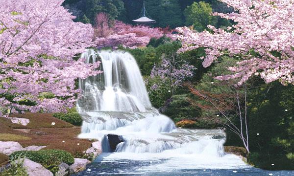 cherry tree drawing in blossom. cherry tree blossom drawing.