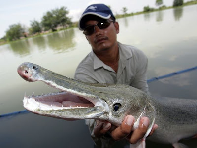 Jenis Jenis Ikan Air Tawar Terbesar Di Dunia [ www.BlogApaAja.com ]