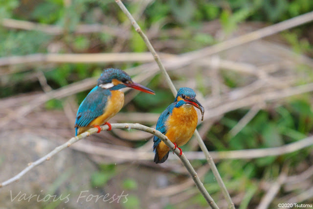 Kingfishers