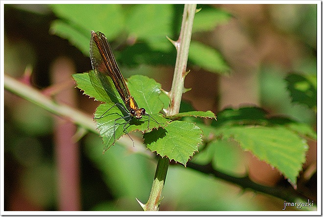 Calopteryx haemorroidalis