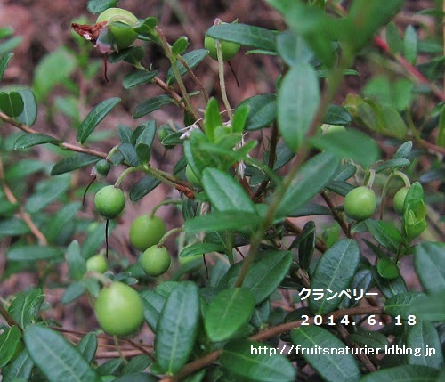 絶対枯れない 鉢植えクランベリーの育て方 おいしい鉢植え果樹の栽培育て方 自宅を果樹園に