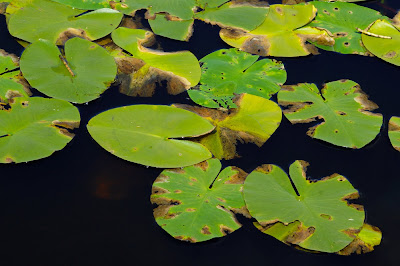 Yellow Water Lily (Nuphar lutea)