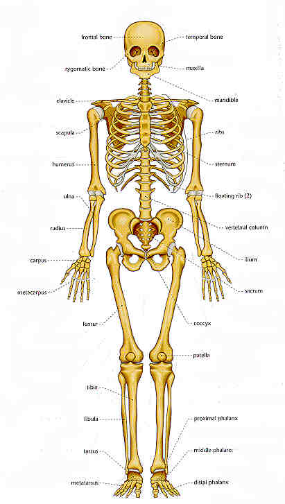 circulatory system worksheet. circulatory system worksheets