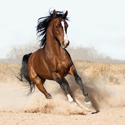 horse pics - horse photography - 