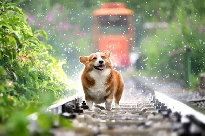 كلب في المطر
