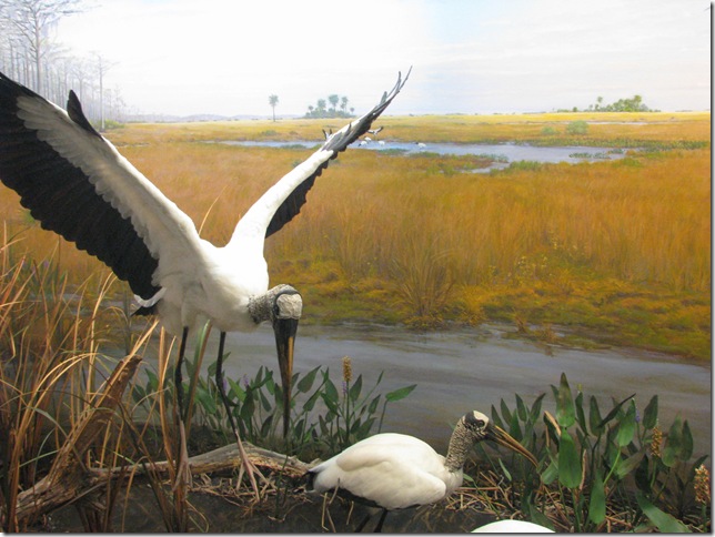 2008.05_nova_iorque_037_museu_historia_natural