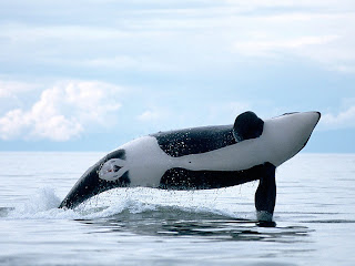 killer whales wallpaper