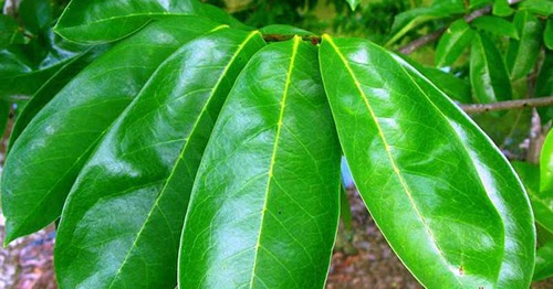 Tanaman Herbal Penakluk Asam urat Cara Mengobati Tanaman Herbal Penakluk Asam urat Cara Mengobati