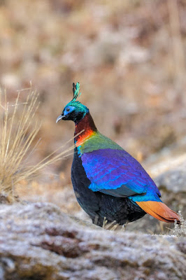 Himalayan Monal