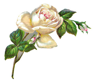 rose flower image botanical artwork transfer digital download