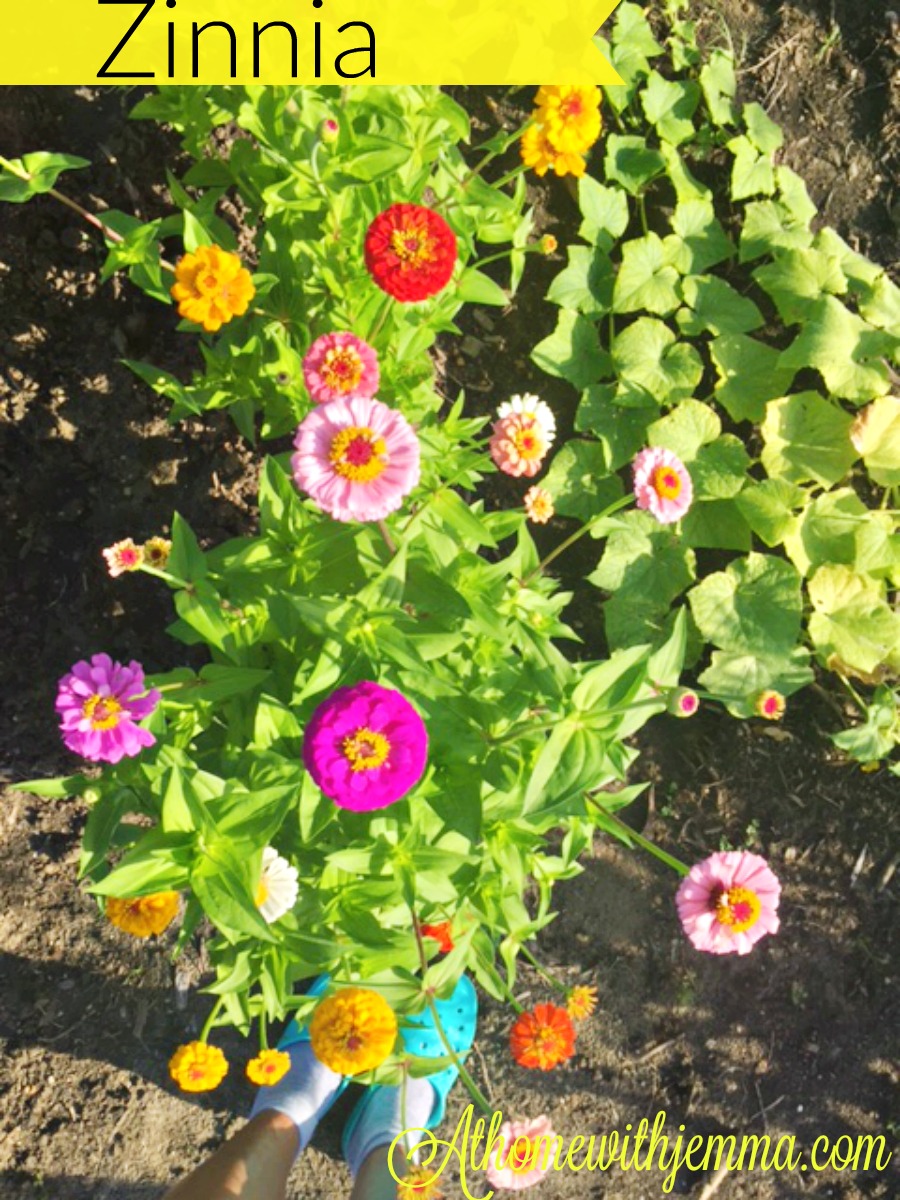 zinnias, grow, seeds, colorful, variety of colors, garden, oldfashion