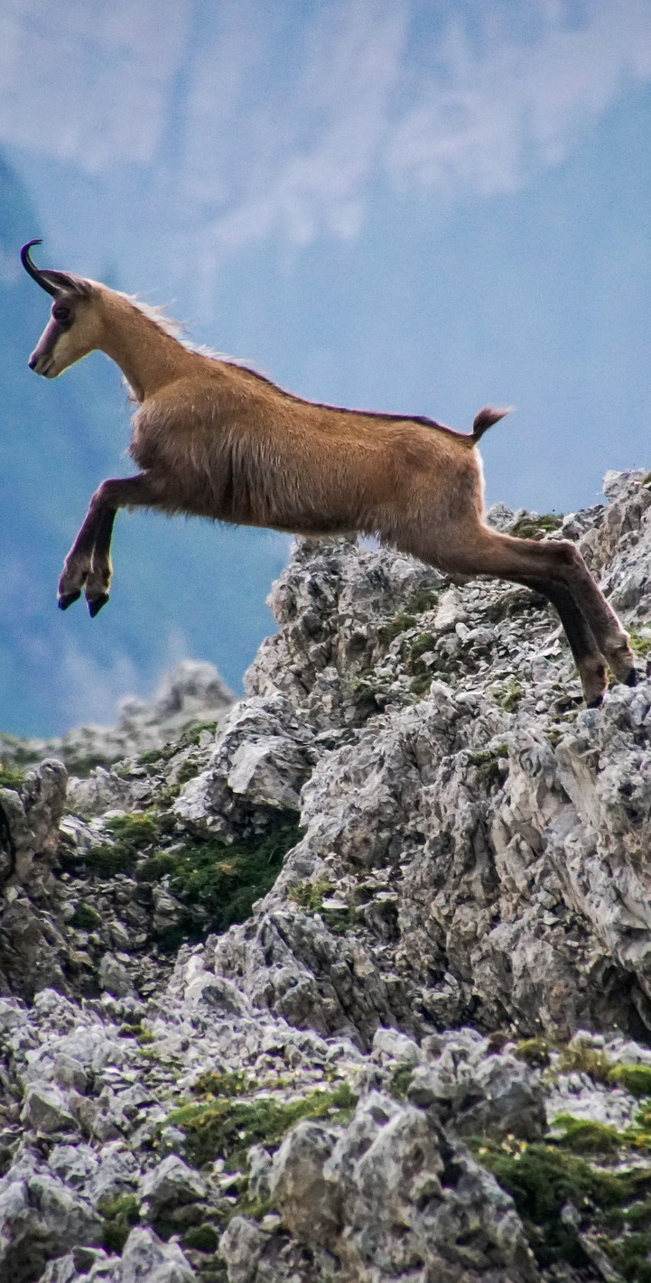 Amazing chamois jump.