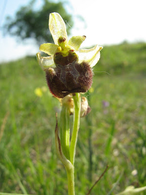 tořič pavoukonosný, Early Spider-orchid, Ophrys sphecodes