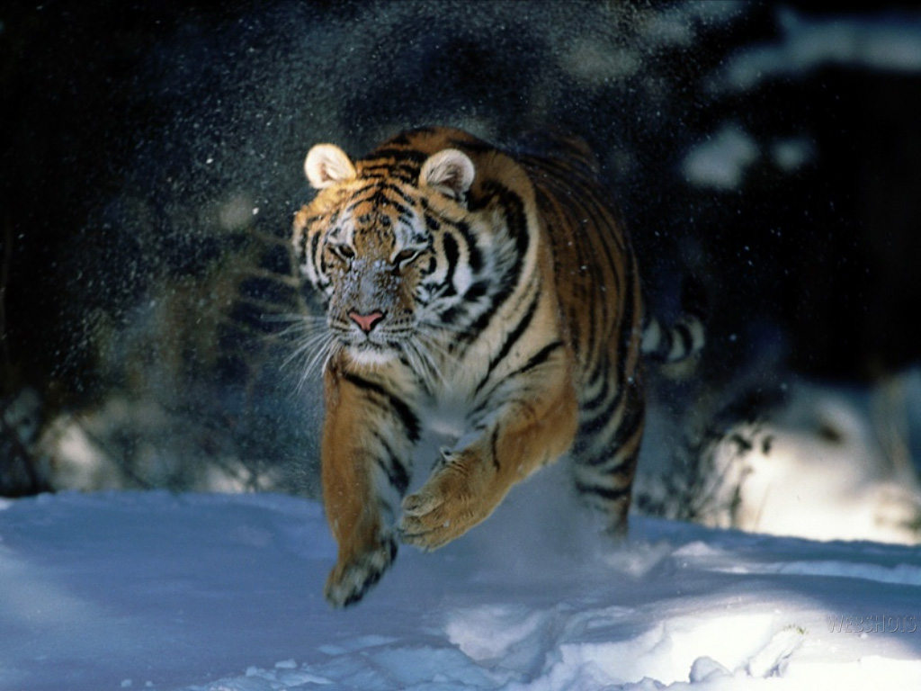 Tiger Wallpapers 