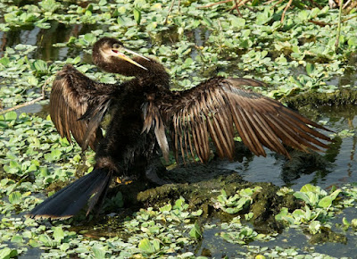 Anhinga (Anhinga anhinga)