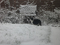 Next door's cat, Emma, plays in the snow