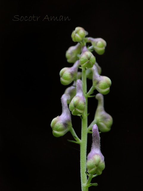 Aconitum fudjisanense