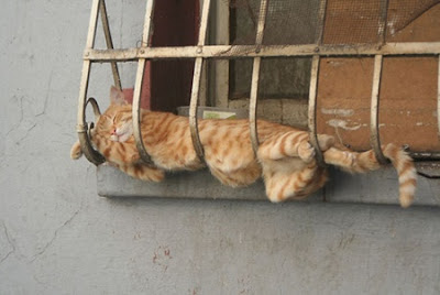 Pose Lucu Kucing Tidur