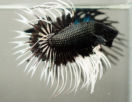 2015 Ikan Cupang Tops Didunia Plakat Halfmoon,crowntail 