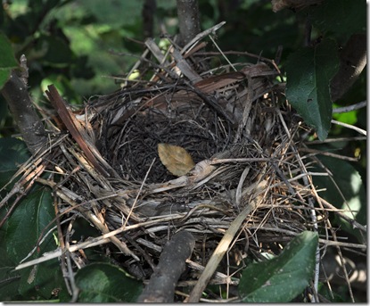 nest