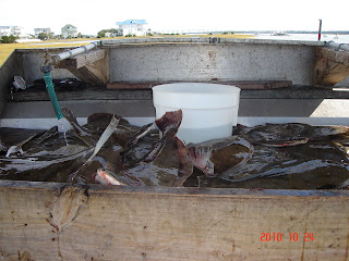 23 Flounder on this fishing trip.