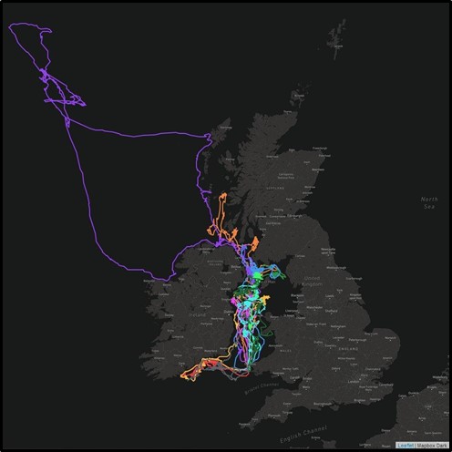 A map of the UK and Ireland, with different coloured lines showing the migration of different incubating Manx shearwaters. Most foraged within the Irish sea, but some headed further North, with one bird going beyond St Kilda into the Atlantic Ocean