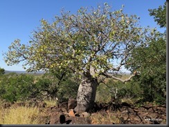 180508 019 Bottle Tree Ridge Near Hughenden