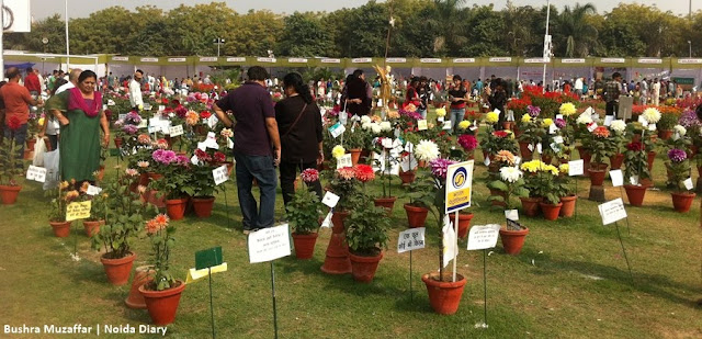 Noida Diary: Variety of Flowers on Display at 30th Noida Flower Show