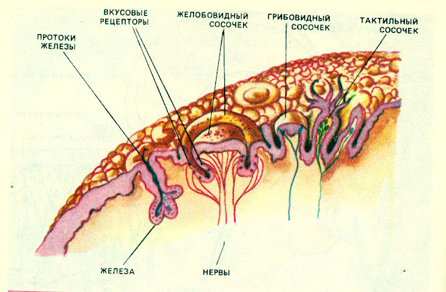 stroenie-yazyka