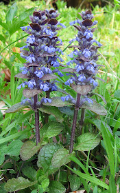 Common bugle, Ajuga reptans, on an open grassy area next to Orchid Bank in High Elms Country Park. Easter Monday, 25th April 2011.