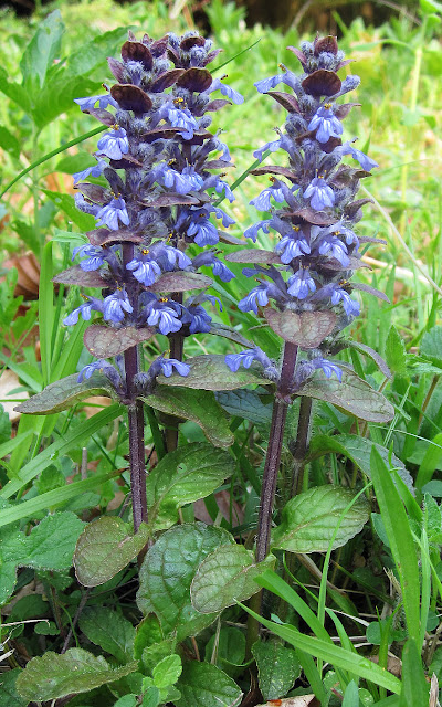 Common bugle, Ajuga reptans, on an open grassy area next to Orchid Bank in High Elms Country Park. Easter Monday, 25th April 2011.