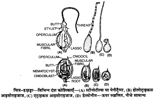 Solutions Class 11 जीव विज्ञान Chapter-4 (प्राणि जगत)