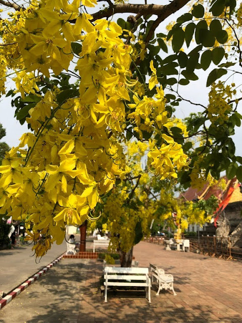 Cássia-imperial ou Chuva de Ouro (Golden Shower Tree)