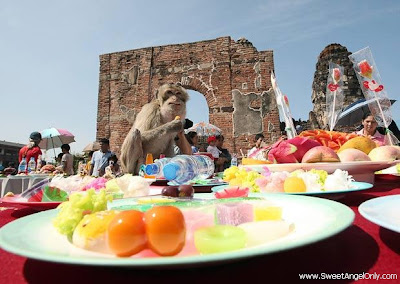 funny_picture_funny_monkey_eating_biscutes_vandanasanju.blogspot.com