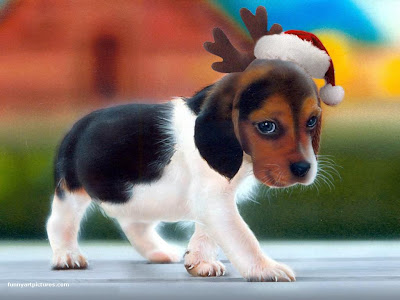 Free Christmas Desktop Wallpapers: Christmas Puppy Desktop Theme