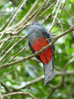 Trogon à queue noire - Trogon melanurus 