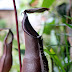 Nepenthes (hybrid ampularia x  mirabilis)?
